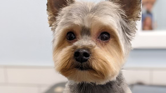 Yorkie Pup with fresh haircut